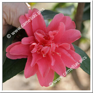 Camellia Hybrid 'Xiameng Hualin'