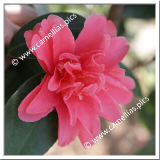Camellia Hybride 'Xiameng Hualin'