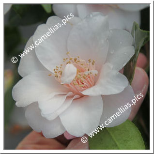 Camellia Hybrid 'Christmas Daffodil'