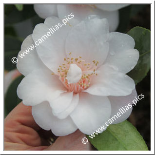 Camellia Hybride 'Christmas Daffodil'