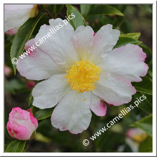 Camellia Sasanqua 'Yae-arare'