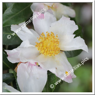 Camellia Sasanqua 'Yae-arare'