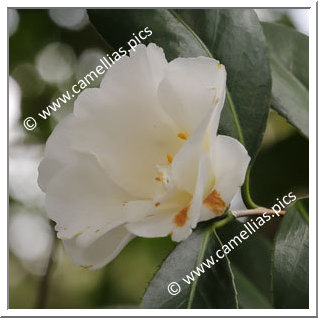 Camellia Japonica 'Yae-shiro-wabisuke'