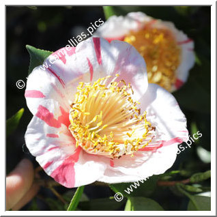 Camellia Camellia Japonica de Higo 'Yamato-nishiki'