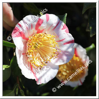 Camellia Camellia Japonica de Higo 'Yamato-nishiki'