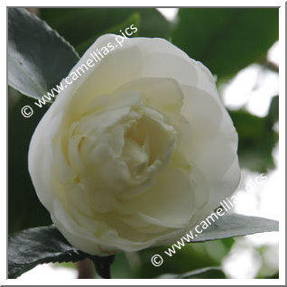 Camellia Japonica 'Yasuyuxi'