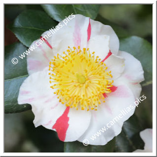 Camellia Higo Camellias 'Yatsuhashi'