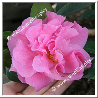 Camellia Hybrid C.x williamsii 'Yesterday'