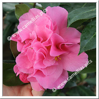 Camellia Hybride C.x williamsii 'Yesterday'