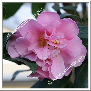 Camellia Hybrid C.x williamsii 'Yesterday'