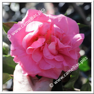 Camellia Reticulata 'Liuye Yinhong'