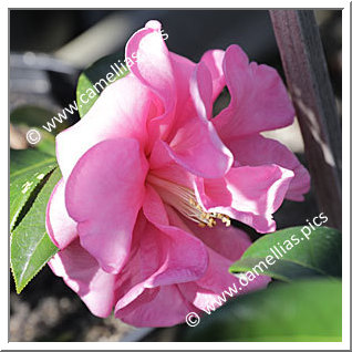 Camellia Reticulata 'Liuye Yinhong'