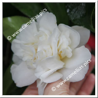 Camellia Japonica 'Yoheishiro'