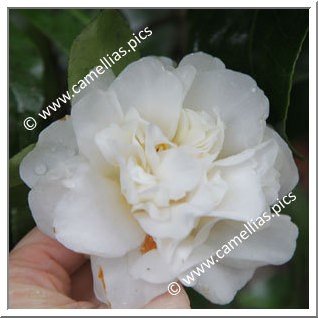 Camellia Japonica 'Yoheishiro'