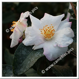Camellia Hybrid 'Yoimachi'