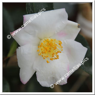 Camellia Hybride 'Yoimachi'