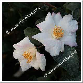 Camellia Hybrid 'Yoimachi'