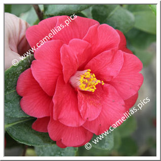 Camellia Japonica 'Yosemite'