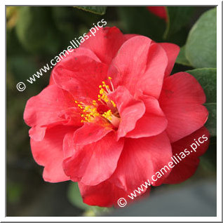 Camellia Japonica 'Yosemite'