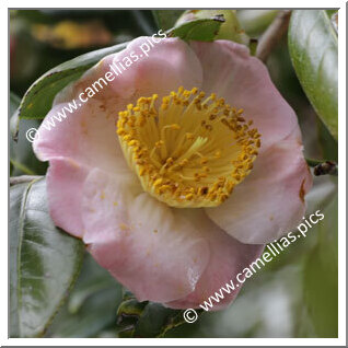 Camellia Japonica 'Yoshino'