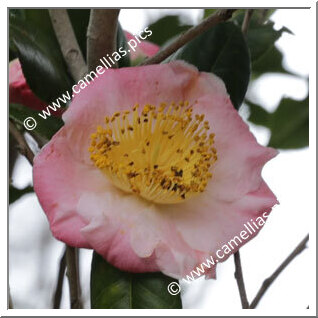 Camellia Japonica 'Yoshino'