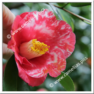 Camellia Japonica 'Yoshitsukasa'