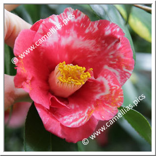 Camellia Japonica 'Yoshitsukasa'