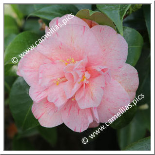 Camellia Japonica 'Yuba-shibori'