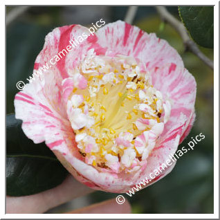 Camellia Camellia Japonica de Higo 'Yugiri'