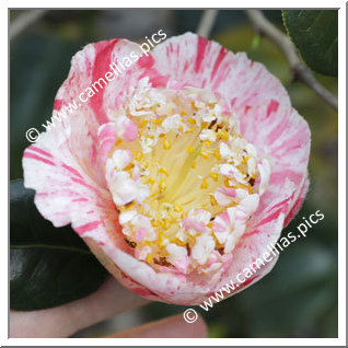 Camellia Higo Camellias 'Yugiri'