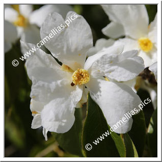 Camellia Botanique 'C. yuhsienensis'