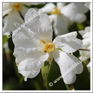 Camellia Botanique C. yuhsienensis