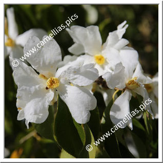 Camellia Species 'C. yuhsienensis'