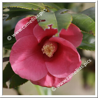 Camellia Wabisuke 'Yukata-wabisuke'