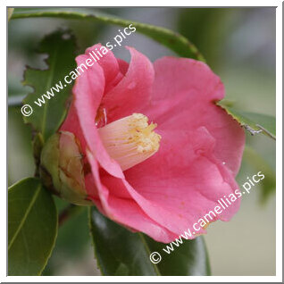 Camellia Wabisuke 'Yukata-wabisuke'