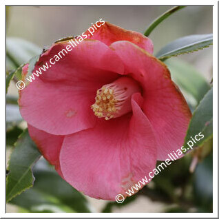 Camellia Wabisuke 'Yukata-wabisuke'