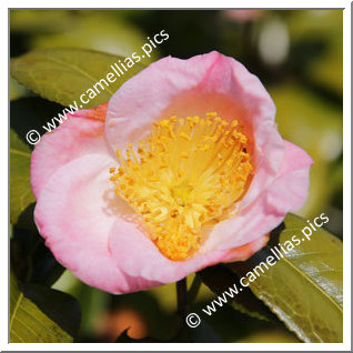 Camellia Japonica 'Yuki-hime'