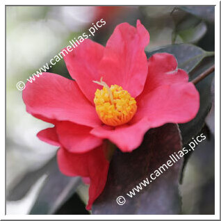 Camellia Japonica 'Yukibata'