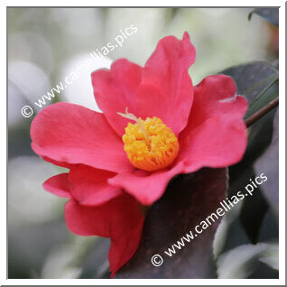 Camellia Japonica 'Yukibata'