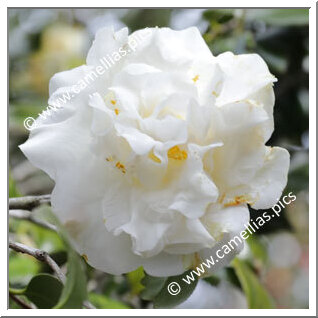 Camellia Japonica 'Yukibotan'