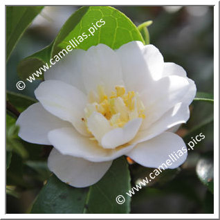 Camellia Japonica 'Yukigeshiki'