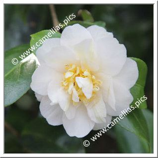 Camellia Japonica 'Yukigeshiki'