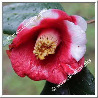 Camellia Japonica 'Yukuhashi-tama-no-ura'