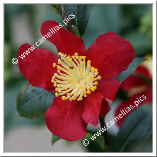 Camellia Sasanqua 'Yuletide'