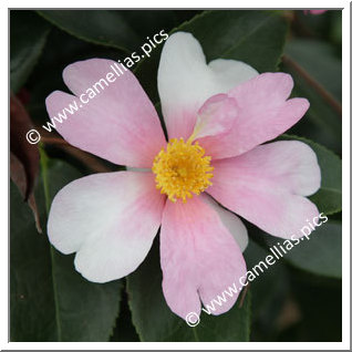 Camellia Hybrid 'Yume'