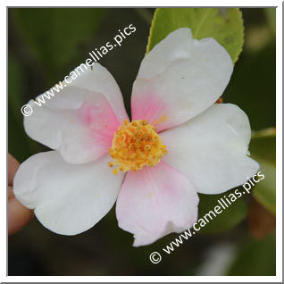 Camellia Hybride 'Yume-komachi'