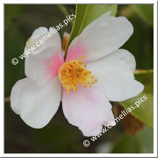 Camellia Hybrid 'Yume-komachi'