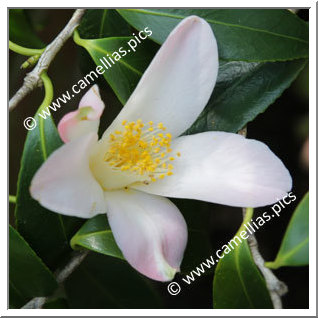 Camellia Japonica 'Yume-no-furusato'