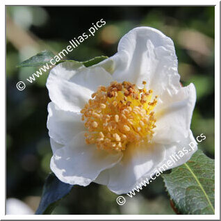 Camellia Botanique 'C. yunnanensis'