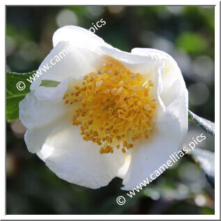 Camellia Species 'C. yunnanensis'